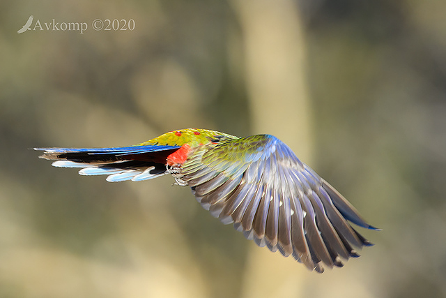 rosella 3945