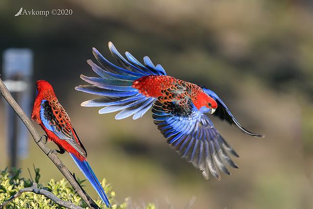 rosella 4047