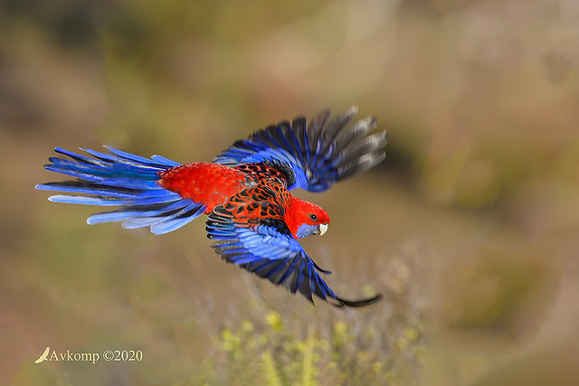 rosella 4052