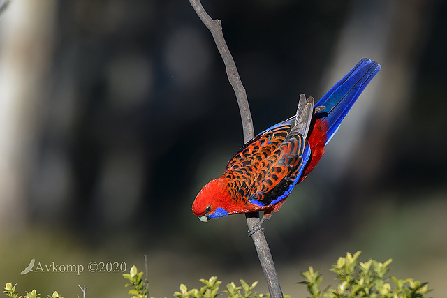 rosella 4202