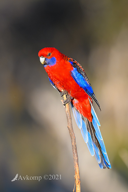 rosella 5815