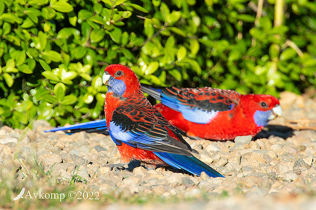 rosella 7192