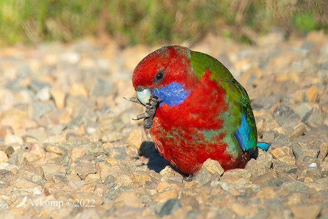 rosella 7195