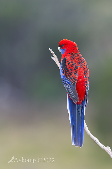 rosella 7214