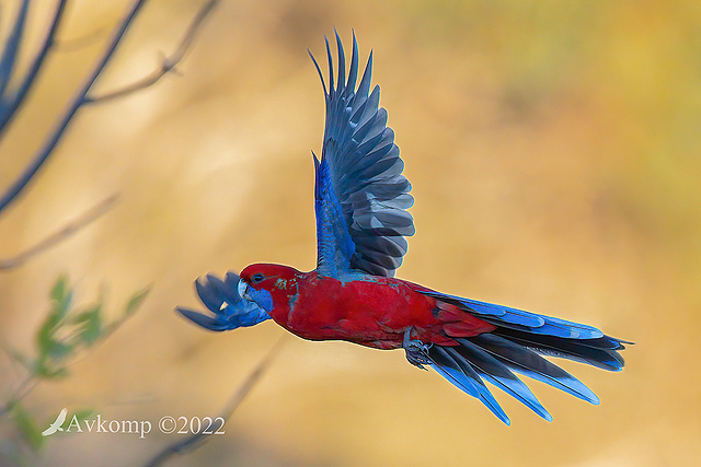 rosella 7251