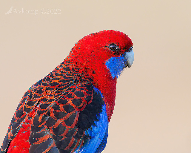 rosella 7333