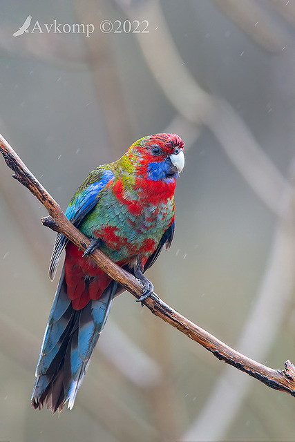 rosella 7931