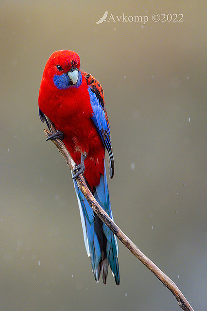 rosella 8009