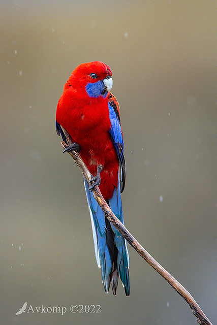 rosella 8010