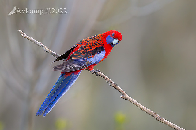 rosella 8232