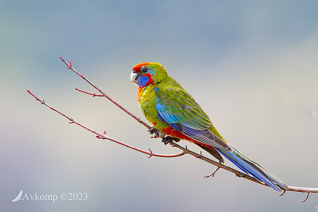 rosella 9761