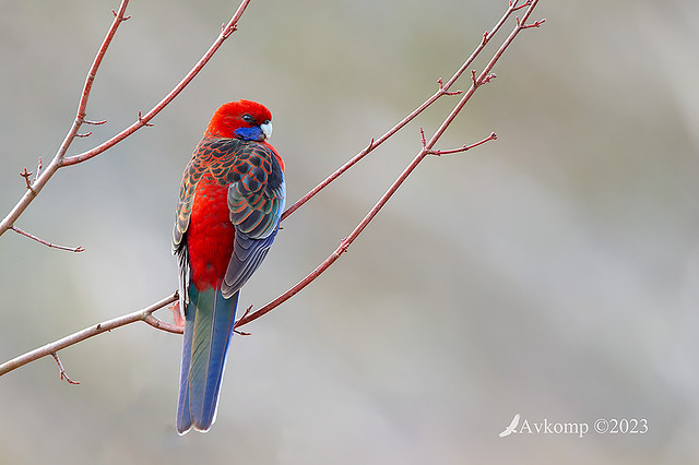 rosella 9762