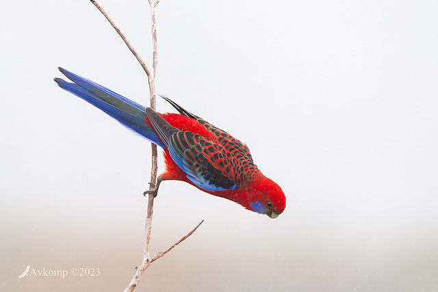 rosella 9764