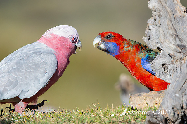 rosella and galah fight 3108