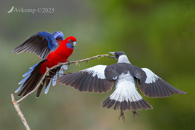 rosella vs magpie 12824
