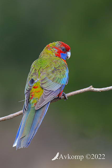 rosella7859