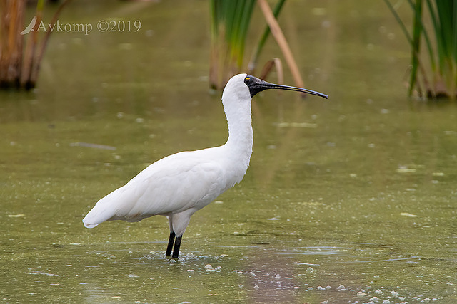 royal spoonbill 0536