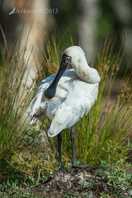 royal spoonbill 10011