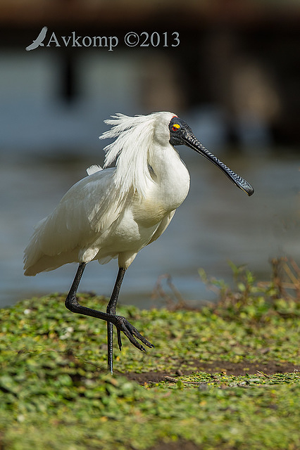 royal spoonbill 10035