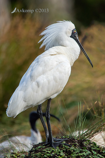 royal spoonbill 10067