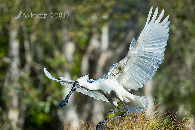 royal spoonbill 10080