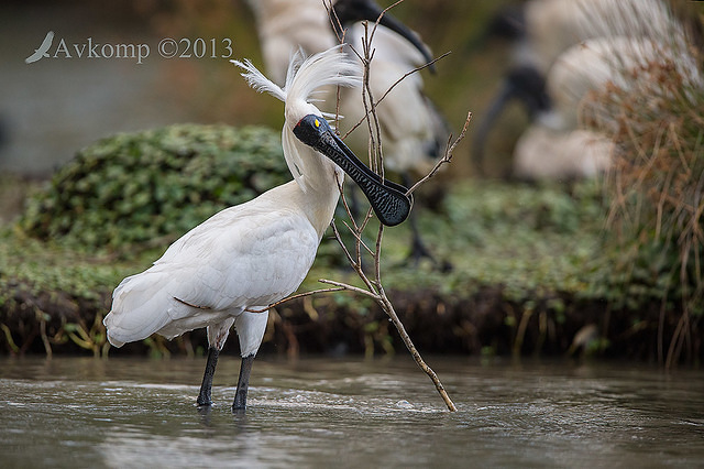 royal spoonbill 10122