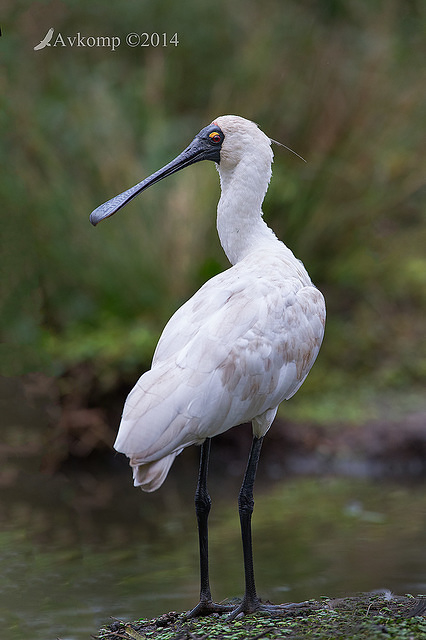 royal spoonbill 13381