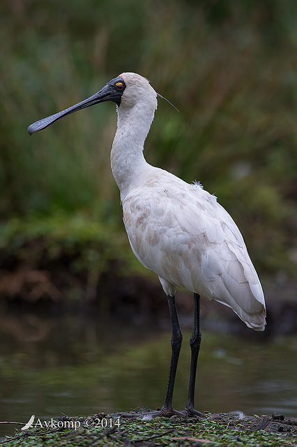 royal spoonbill 13382