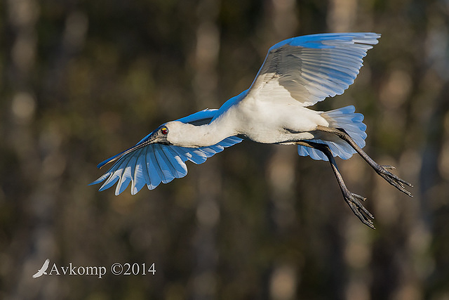 royal spoonbill 18311