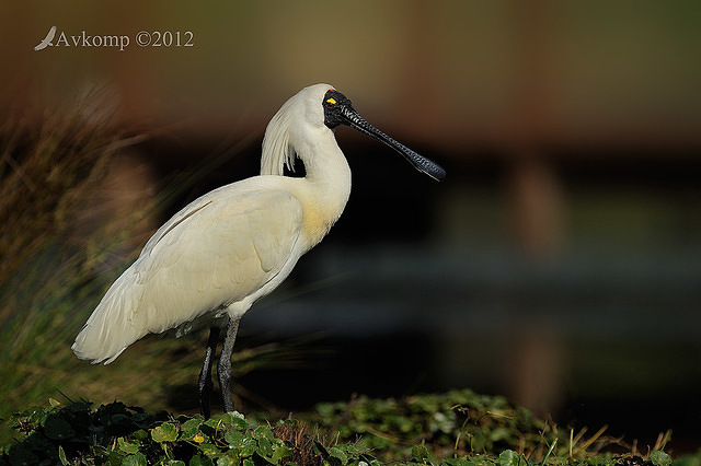 royal spoonbill 4827