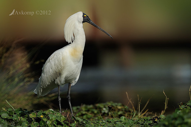 royal spoonbill 4828