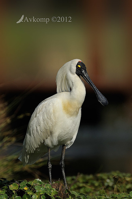 royal spoonbill 4830