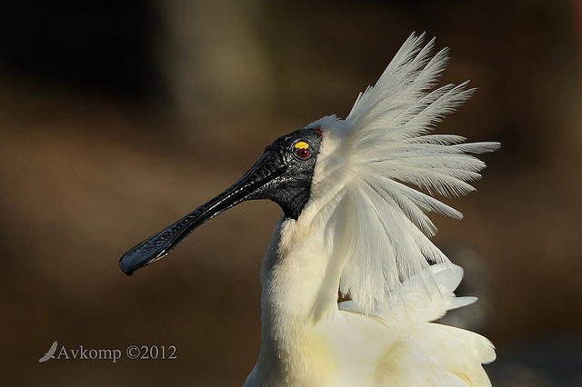 royal spoonbill 5182