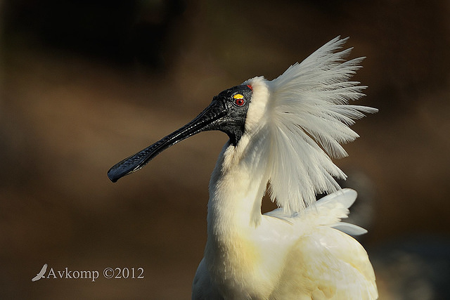 royal spoonbill 5184