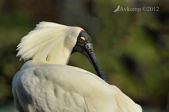 royal spoonbill 5186