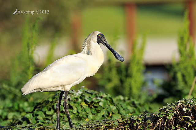 royal spoonbill 5211