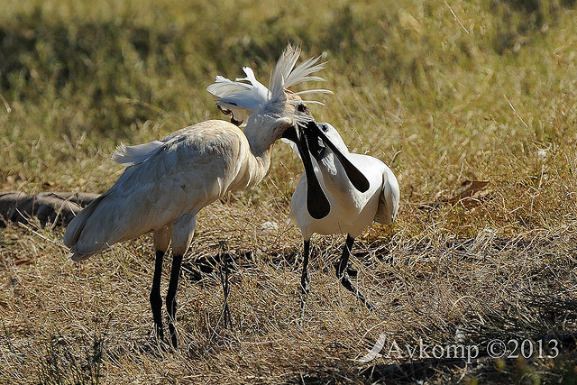 royal spoonbill 5618