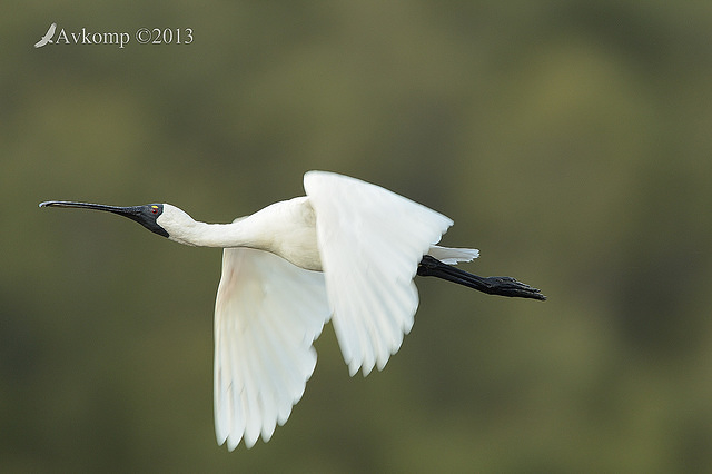 royal spoonbill 6142