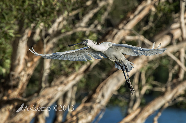 royal spoonbill 6643