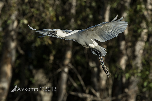 royal spoonbill 6647