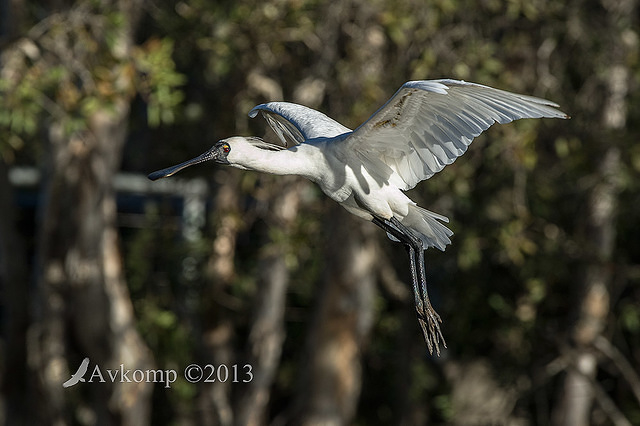 royal spoonbill 6649