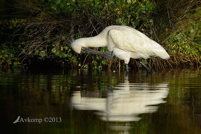 royal spoonbill 6652