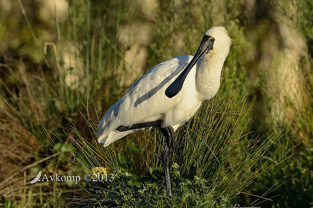 royal spoonbill 6655