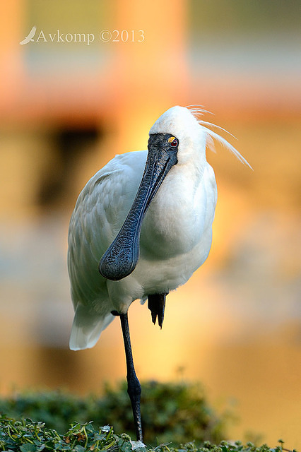 royal spoonbill 6664