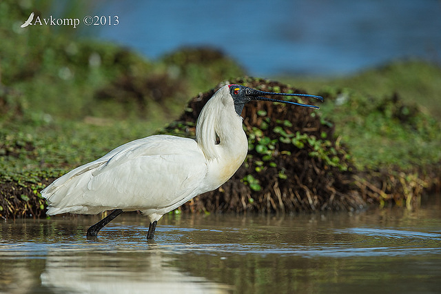 royal spoonbill 9827