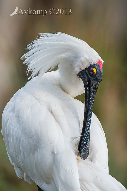 royal spoonbill 9834