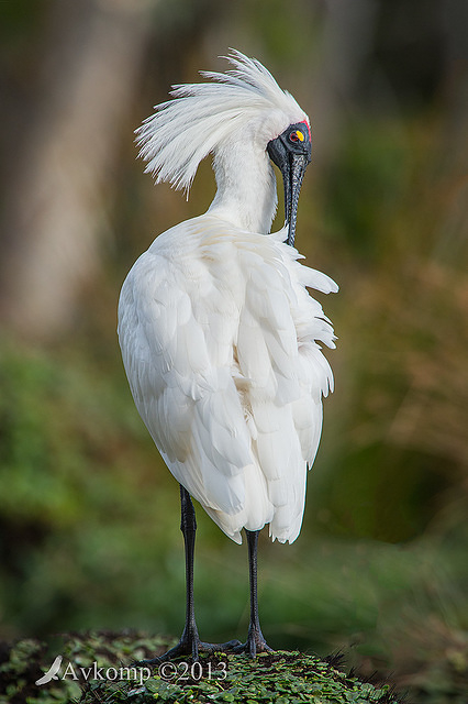 royal spoonbill 9840