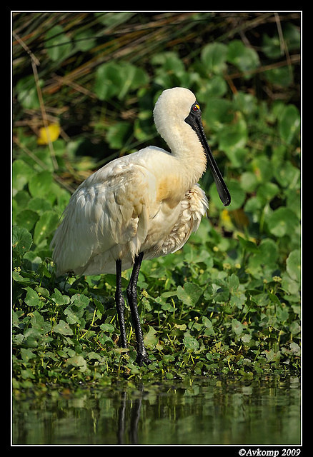 royal spoonbill3733