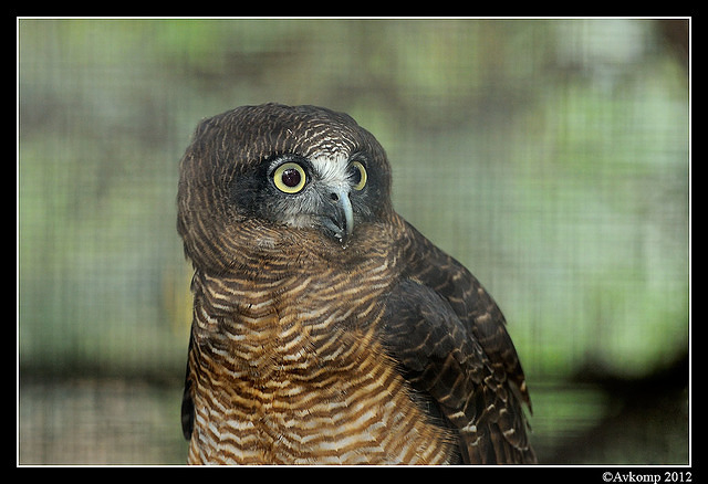 rufous owl 1621