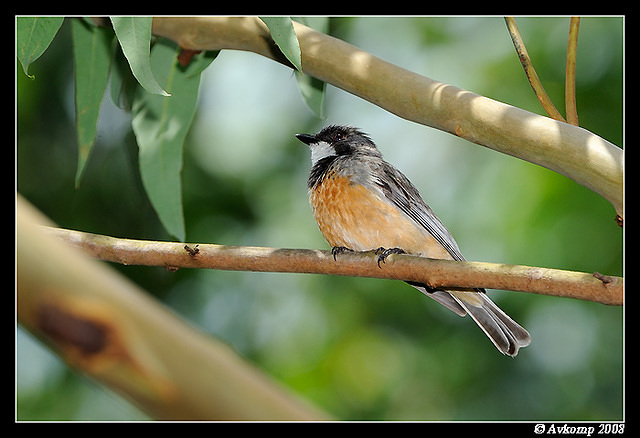 rufous whistler 3280